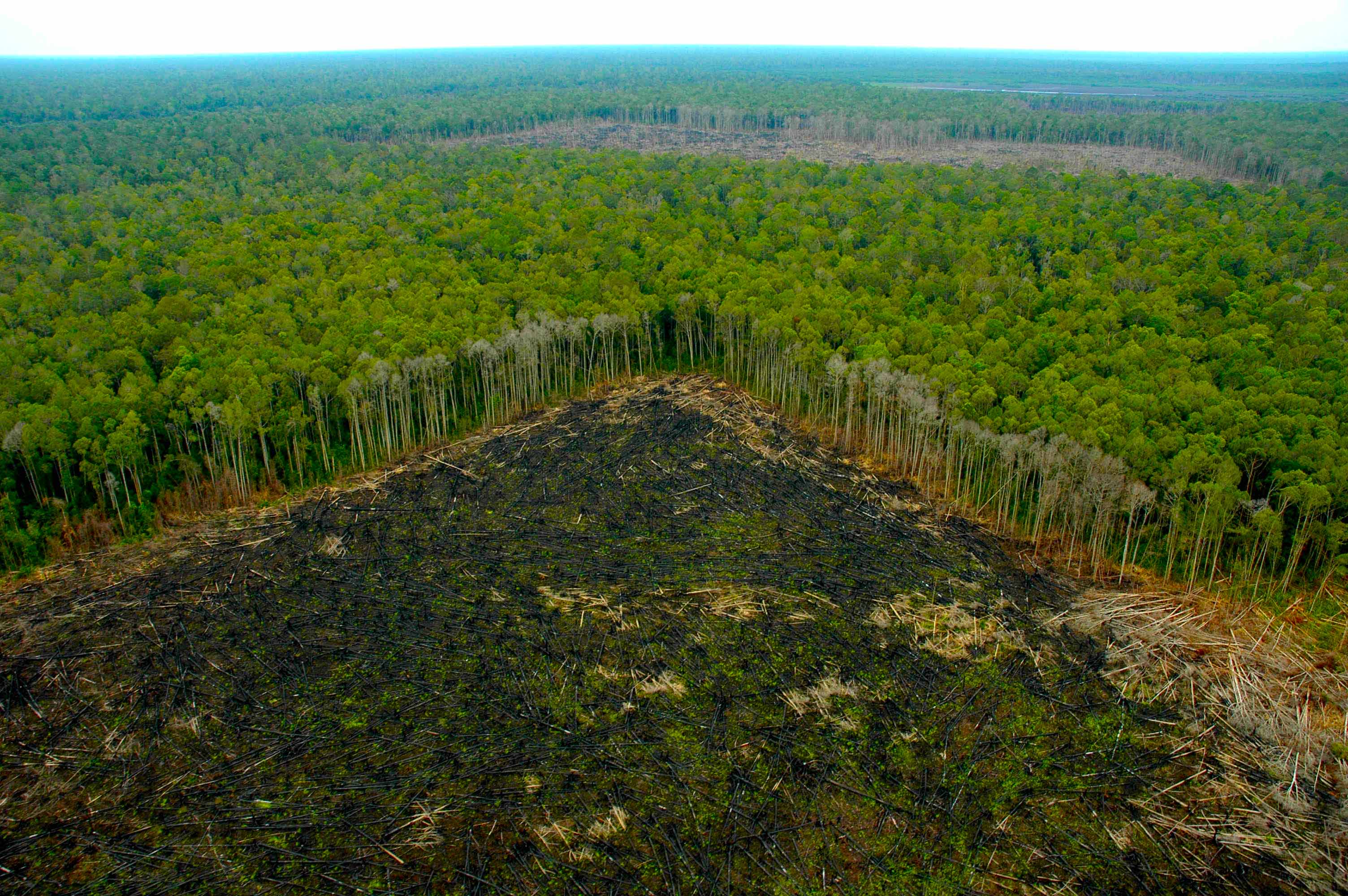 Resultat d'imatges de foto deforestación amazonas