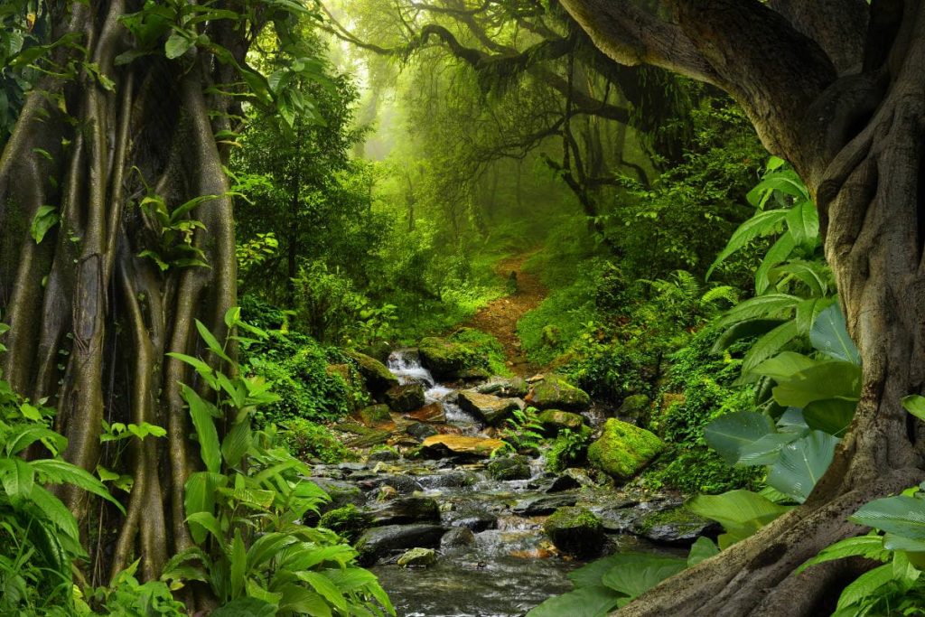 Selva a amazonia | Panorama Digital