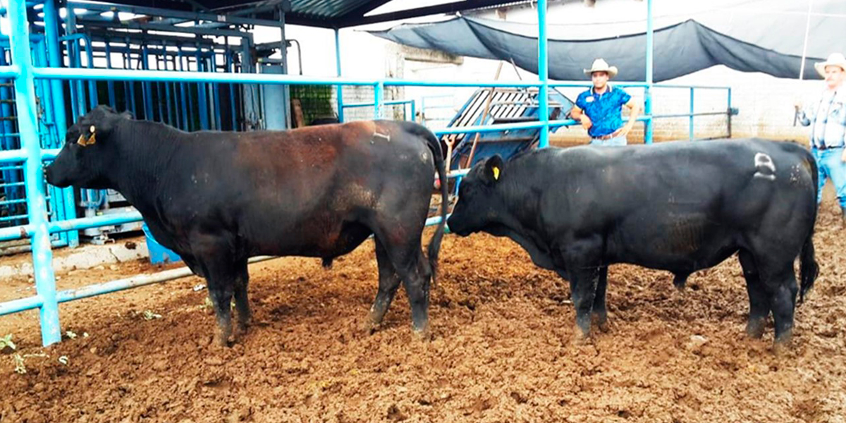 Día Nacional de la Carne Bovina